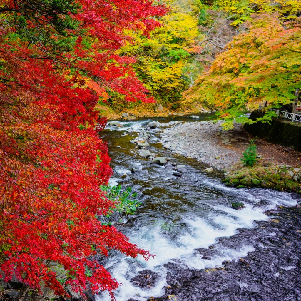 中野もみじ山