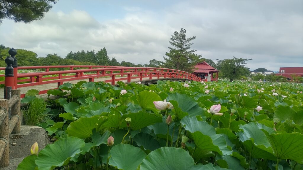 猿賀公園　蓮