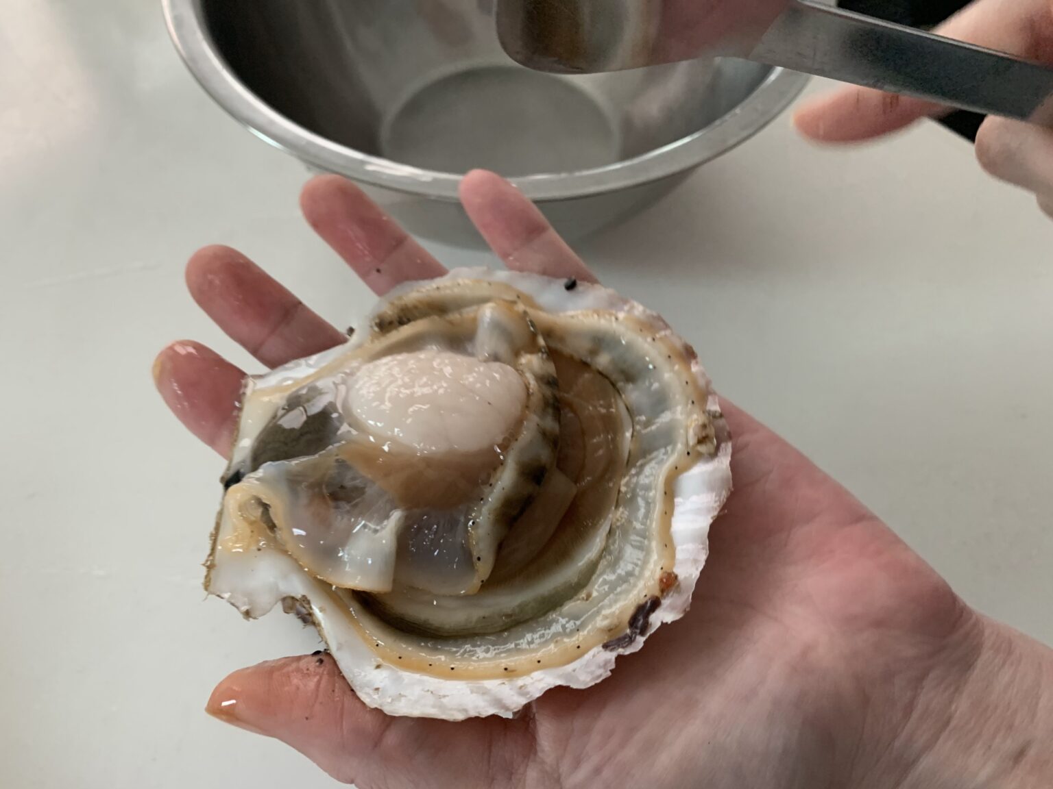 【殻付きホタテの下処理 捌き方(開け方)ウロの取り方】ベビー稚貝スプーンで代用可能 | 青森大冒険-イベントカレンダー情報とブログ-